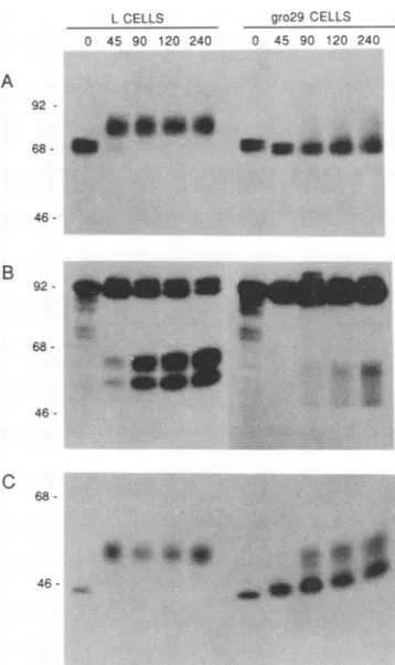 FIG. 3.glll-specificThe4leftspecificsolvedmodificationaboveinfected h Kinetic analysis of PRV glycoprotein synthesis and in L and gro29 cells at 4 h postinfection