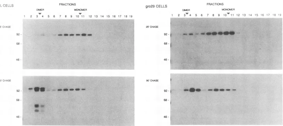 FIG. 6.throughstandardsimmunoprecipitatespulse-labeledat the PRV gIl dimer formation in L and gro29 cells