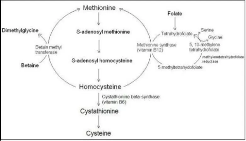 Figure 1. Homocysteine metabolism  