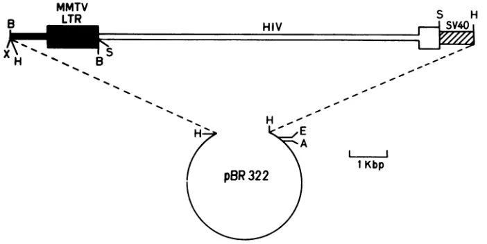 FIG.1.withvector.HindlII-SacIpolylinker)purifiedfragmenttoMMTVin HindIll-digested the Schematic representation of the MMTV/HIV fusion gene