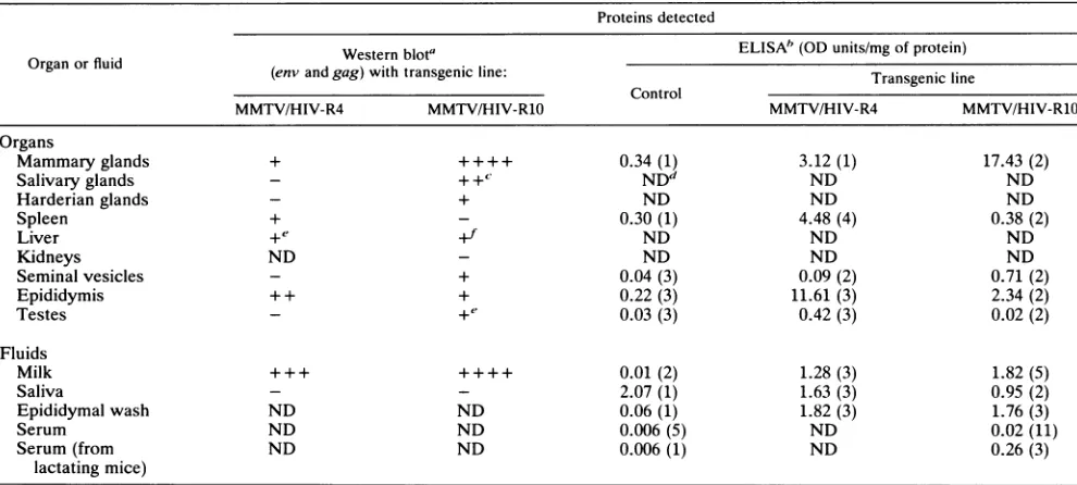 FIG. 2.WesternQuebec,againstlanescontrolthetetrazolium Western blot analysis of gpl60Onv and gp120e"nproteins in tissues and milk of transgenic mice of line MMTV/HIV-RlO