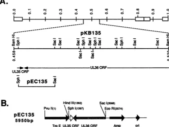 FIG.1.fusionHSV-13'expresshas portion Location in the HSV-1 genome of the UL35 gene and viral DNA fragments used in this study