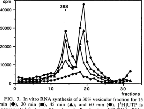 FIG. 4.obtainedpatternminlegend In vitro RNA synthesis of a 45% vesicular fraction for 15 (O), 30 min (O), 45 min (A), and 60 min (0)