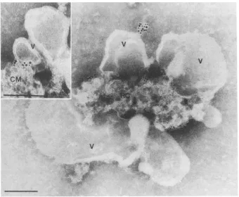 FIG. 9.virus-induced5RNase-gold but A vesicle (V)-bound replication complex (RC) as in Fig