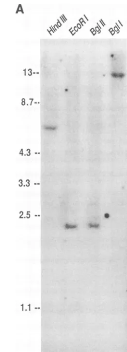 FIG.1.gencyquences;markersextracellularthedigestedclones.stringencythehumanSouthernandlow-stringencyinStippled Fig