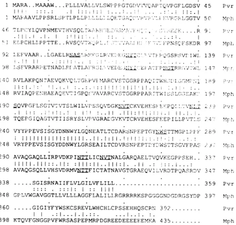 FIG. 4.phoreseddomainssequencePoly(A)'hybridizationhalf Northern blot hybridization analysis of mph transcripts