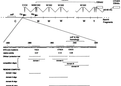 FIG.1.oligonucleotidesandmutantanencodinglost EBNA Summary of transcription initiating from Cp and Wp, activities of the GTG core enhancer mutants and competition with containing specific domains within the EBNA 2-dependent enhancer