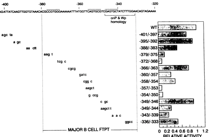 FIG. 3.constructenhancerrepresent Mutational analysis of the EBNA 2-dependent enhancer