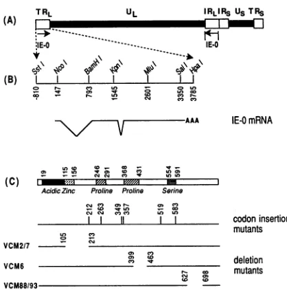 FIG.VCM88/93--1. Genome structure and location of insertion