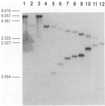 TABLE 1. Location of mutations and transactivation activities of IE-0 plasmid mutants