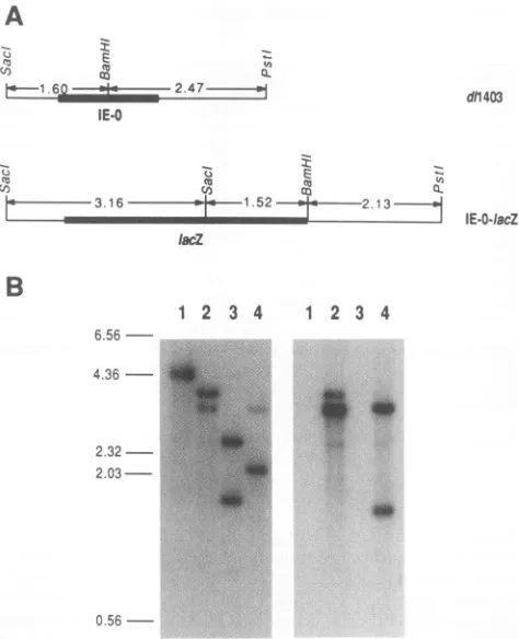 FIG. 4.VCM7,mockpeptideslabeledcycloheximideand(xICPO 103) IE polypeptide expression by mutant viruses