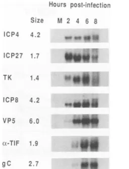 FIG. 6.wild-typecellserneachandand Temporal pattern of HSV-1 mRNA accumulation. Vero were mock infected (lane M)or infected with 5 PFU of virus per cell