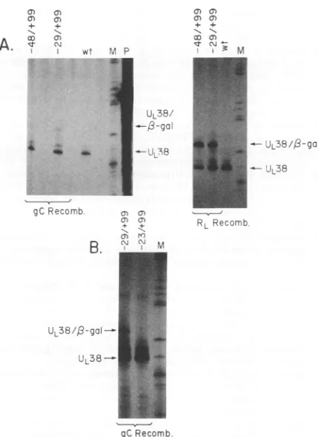 FIG. 6.whichHhaIwithstandardsusingpolylinkerofprotectedodsamideP).andfurtherisolated-29/+99-29/+99 total UL38 promoter activity requires sequences extending no than 29 bases 5' of the transcript cap site