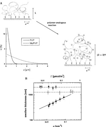 Figure 2.5.  (A) Schematic depiction of the increase in swollen thickness of a polymer brush in a good solvent after the conversion of the neutral brush into the charged species due to the introduction of electrostatic forces
