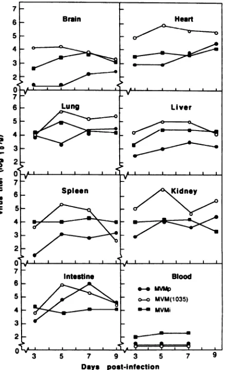 FIG. 1.MVMp, Infectious virus titers in mice infected with MVMi, and MVM(1035).