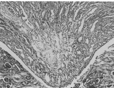 TABLE 1. Semiquantitative analysis of in situ hybridization forMVM DNA in organs from neonatal C3H/He mice infectedwith MVMi, MVMp, MVM(1035), and MVMi(NS2-1990)
