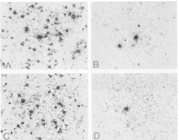 FIG. 4.propria.infected In situ hybridization on PID 5 of small intestine of mouse with MVMp