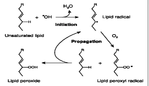 Figure 2. The dependence of antioxidant activity on the concentration of F. ulmaria extract