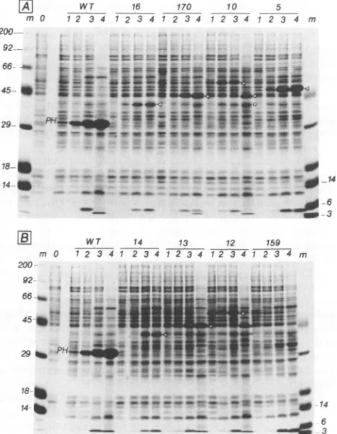 FIG. 1.myr,drinandsequence375inpolyhedrinforeignrestriction the Polypeptide domains (p17MA, p24CA, p9NC, and p6LI) N- and C-terminal sequences of recombinant Gag molecules
