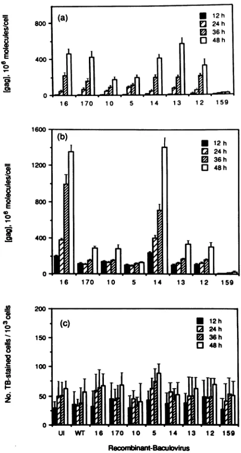 FIG. 3.WTprecursorlularrespectively.moleculesusingallydifferentdardBarsdeterminedtively Quantitative assays of intracytoplasmic (a) and extracel- (b) Gag molecules recovered from uninfected (UI), AcNPV- (WT)-infected, or AcNPVgagrecombinant-infectedcellsat