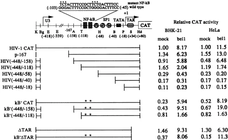 TABLE 1. Additive or cooperative activation of the HIV-1LTR by bell and tata