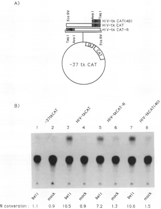 FIG. 3.4,orCATsequence(-339)-TaqIto 6, Fig. antisense Transactivation by bell of the truncated herpes simplex virus tk promoter containing the putative BRE