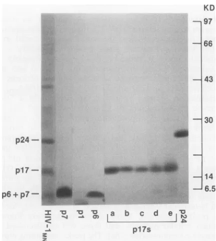 FIG. 1.preparativecontainingpeaksais gradient indicated Protein separation by rp-HPLC