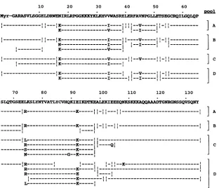 FIG. 4.pl7aBsequence for Amino acid sequence of p17. The amino acid sequences of the chromatographic forms of p17 purified as shown in Fig