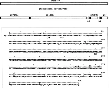 FIG. 8.competentp24,replicative (Top) Schematic diagram showing the maturation proteolytic processing of the HIV-lMN Gag precursor to the Gag proteins (p17, p2, p7, pl, and p6) found in the mature virus