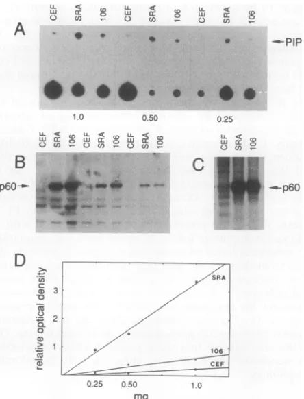 FIG. 2.variablemutantpp6ovsrc,pp6Ovsrcstraintationmetricarbitraryand Decreased PI 3'-kinase activity associated with E106Kpp6ovsrc.(A) PIP producedinimmunoprecipitatesof indicated by the arrow