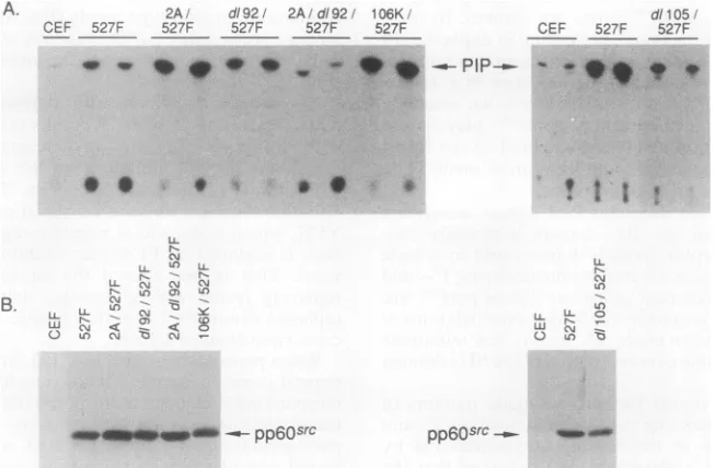 FIG. 5.vated Morphology of cells expressing SH3 mutants of acti- c-src.