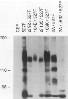 FIG. 8.withpp6Ov-s.tons Tyrosine-phosphorylatedcellularproteinsassociated SH3 mutants of Schmidt-Ruppin strain subgroup A (SRA) Conditions were as for Fig