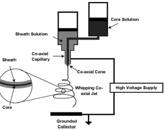 Figure 2.14: Schematic illustration of compound Taylor cone formation (A: Surface charges on the sheath solution, B: viscous drag exerted on the core by the deformed sheath droplet, C: Sheath-core compound Taylor cone formed due to continuous viscous drag) 