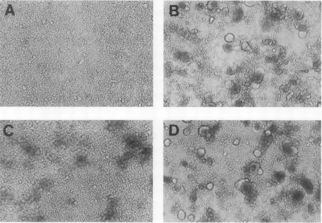 FIG. 2.mock-transfectedpLOTSApEPGCellsLane Western blot analysis of envelope substitution mutants