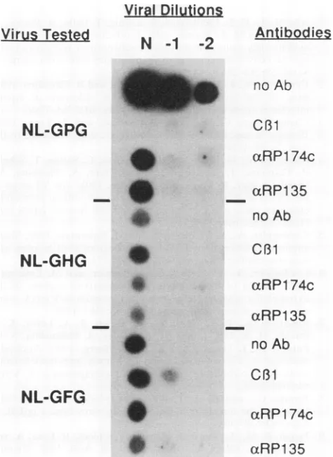 FIG. 7.vestedpreincubatedundiluted;GFGml,CEM-SS Neutralization assay. Tenfold dilutions of viruses (N, -1, 1:10 dilution; -2, 1:100 dilution) GPG, GHG, and were mixed with no antibody (no Ab), 200 ,g of MAb C,1l per 1:10 dilutions of polyclonal sera axRP17