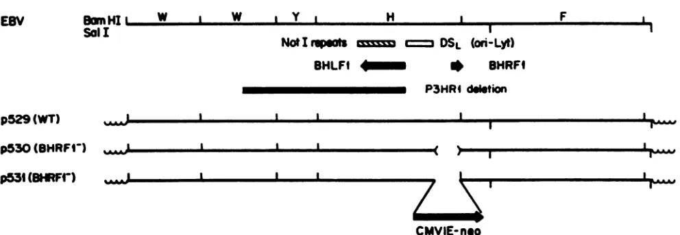 TABLE 1. Generation of transforming P3HR1 virus recombinantsby using plasmids carrying mutations in BHRF1