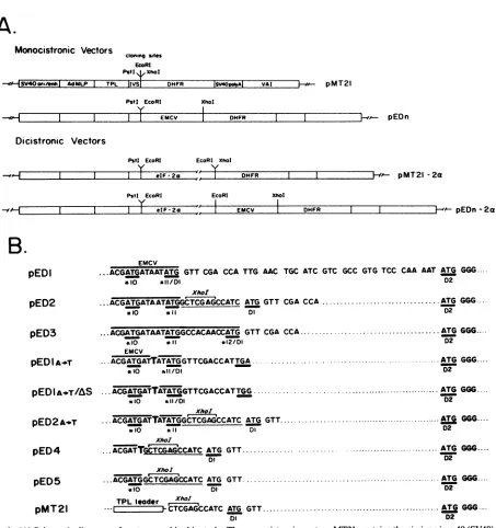 FIG. replication
