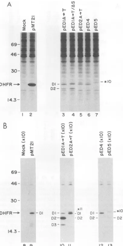 Fig. 4B,unexpected lanes 12 and 13). The increase and is discussed below.The identification of the faster-migrating