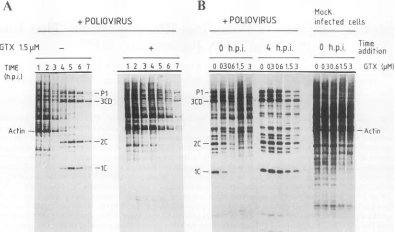 FIG. 2.gliotoxin.ofbetweenMaterialsinhibitorconcentrationsthe(0)in[3H]uridine the infection Inhibition of poliovirus and cellular RNA synthesis by (A) Time course of poliovirus RNA synthesis
