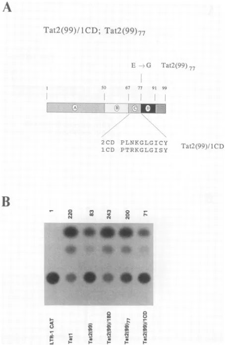 FIG. 4.Tat2(99)77.activation (A) Organization of Tat2(99) and mutants; (B) trans(CATassay)of HIV-1LTR byTat2(99)/lCDor CAT activities are as described in the legend to Fig