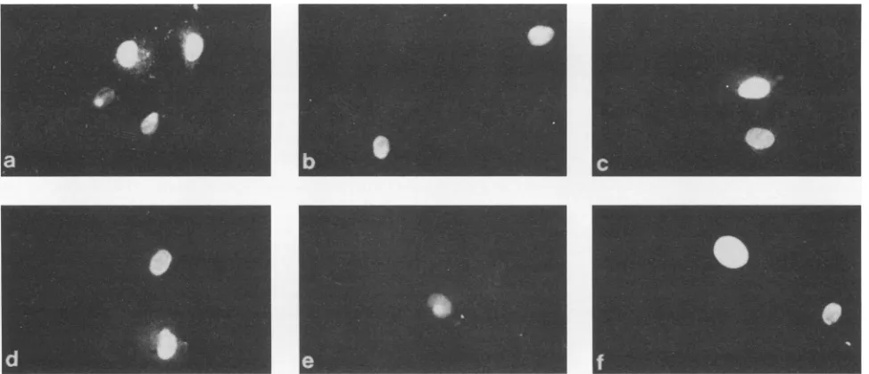 FIG. 6.plasmids Subcellular localization of Tatl, Tat2, and various mutant Tat proteins