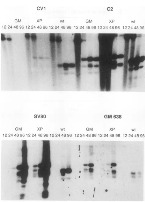 TABLE 2. Transformation assay