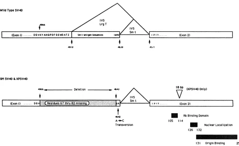 FIG. 3.deletiontheshowstheacidsC-terminalare Genotypes of GMSV40 and XPSV40 in comparison with wild-type SV40 small- and large-T-antigen-coding sequences