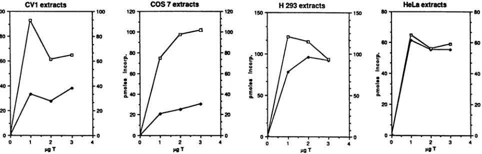 FIG. 6.T-antigen-directedforantigens. In vitro replication in CV1, COS 7, H293, and HeLa cell cytoplasmic extracts supported by either GMSV40 or wild-type SV40 T Reaction mixes contained 200 ,ug of cytoplasmic extracts, 300 ng of DNA template, and 1, 2, or