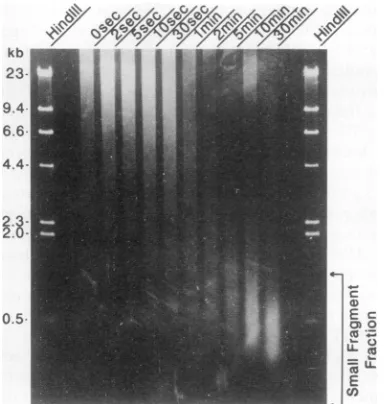 FIG. 2.withfragmentscontainingproducedphageindicate Southern hybridization analysis of small DNA fragments during exposure of phage X to an Arplasma