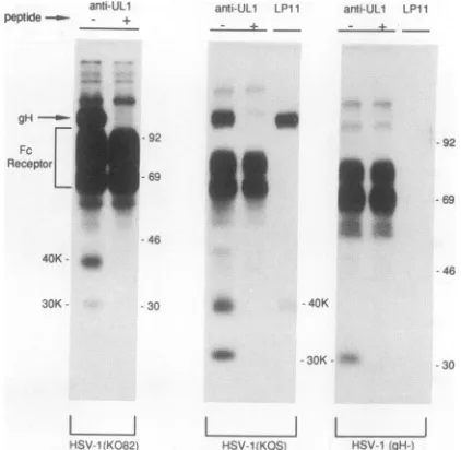 FIG. 5.withwereorinfectedularandreceptorserumMAbseparated the Expression of the gL-associated protein in cells infected HSV-1 mutants unable to express gH or gB