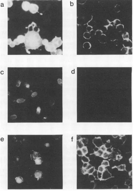 FIG. 11.werewereb),followed16 h, Cell surface expression of gH requires gL. 143 cells infected at a multiplicity of infection of 10 with HSV-1 (a and Vac4b-gH (c and d), or Vac4b-gH plus Vac4b-gL (e and f)