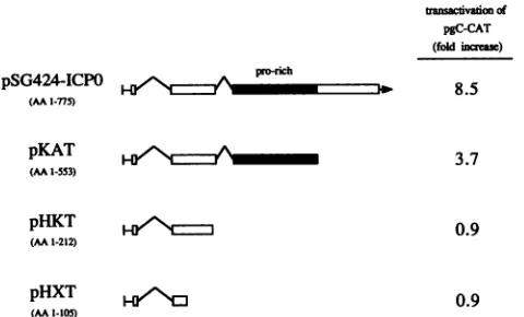 FIG. 1.ThepgC-CATandincreasePlasmidsOpenrepresentthe Transactivation potential of plasmids encoding wild-type mutant derivatives of the HSV-1 immediate-early protein ICPO