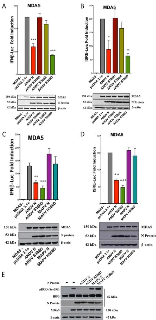 FIG 8 Phosphomimetic S386D directs IFN regulation by ANDV N protein. (A to D) HEK293T cells werecotransfected as described in the legend to Fig