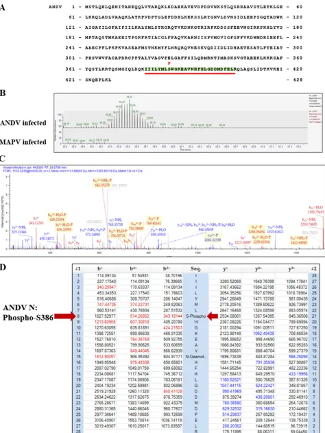 FIG 10 Mass spectroscopy analysis of N protein phosphorylation in infected cells. VeroE6 cells were ANDV or MAPV infected at an MOI of 0.5, and celllysates were harvested at 3 dpi in 1% NP-40 lysis buffer